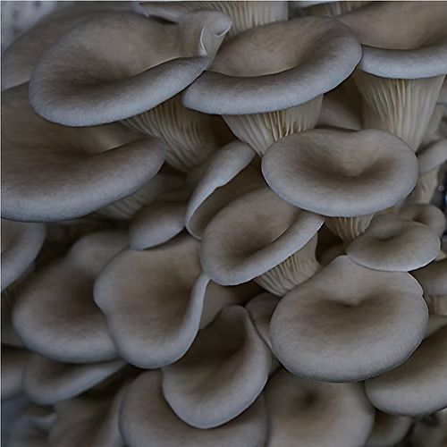 🍄 Blue Oyster Mushrooms in Creamy Garlic Sauce